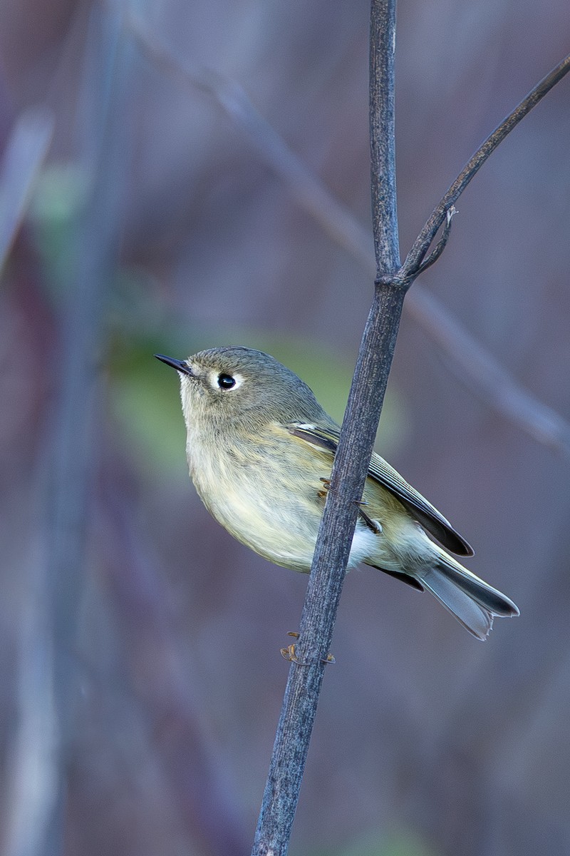 Ruby-crowned Kinglet - ML647879935