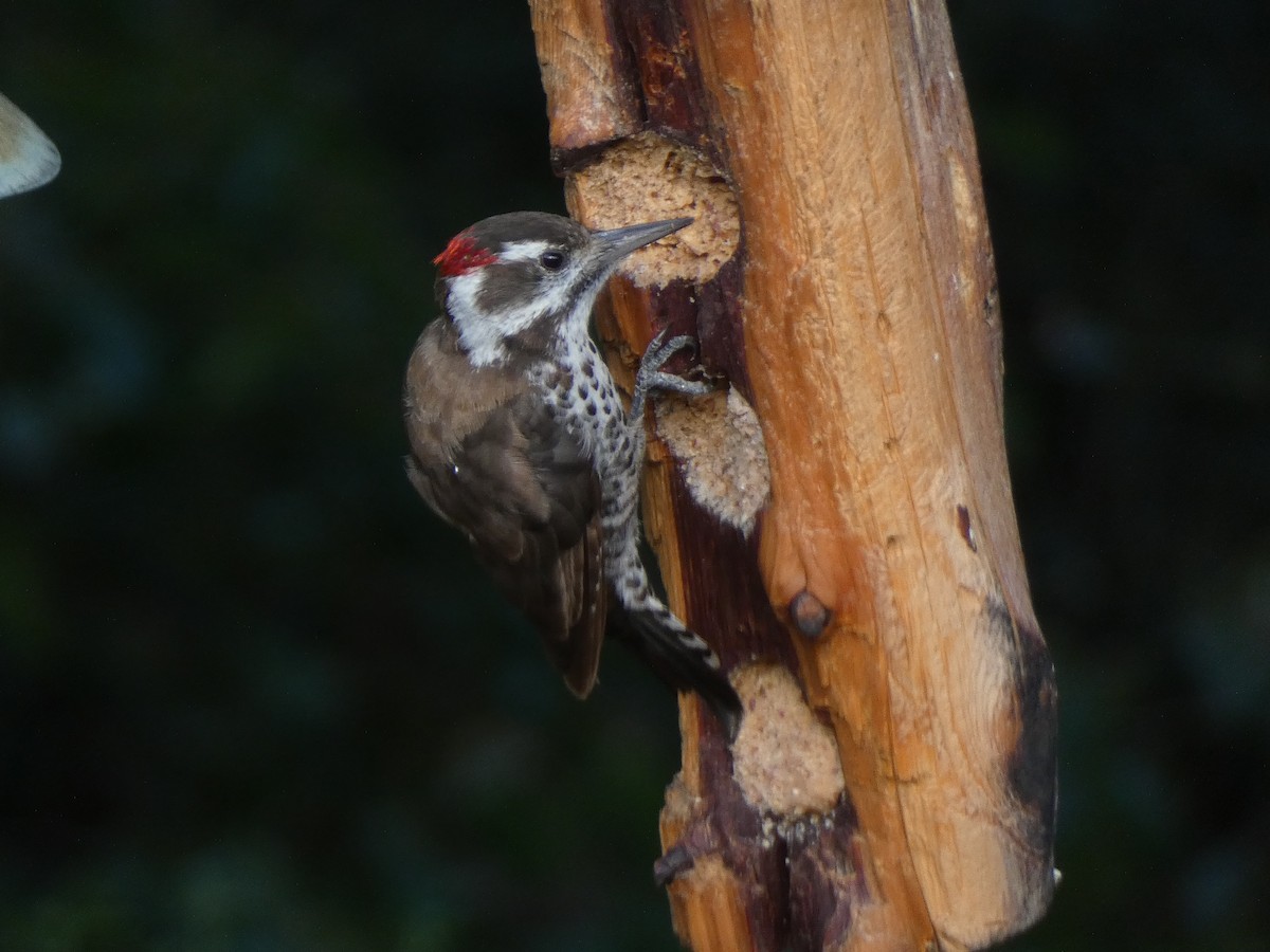 Arizona Woodpecker - ML647879936