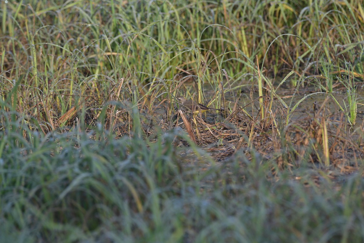 Cutrettola - ML647879937