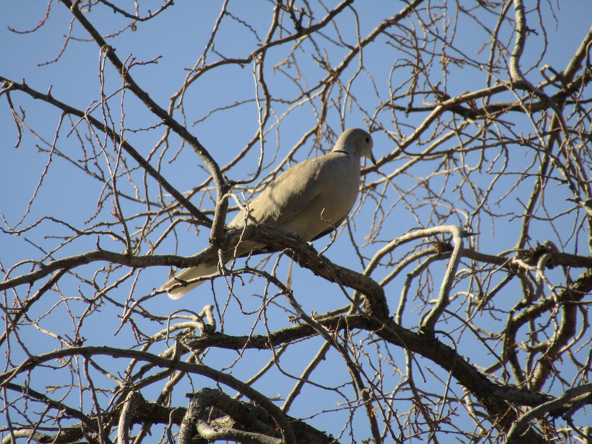 Tortora dal collare - ML647879938