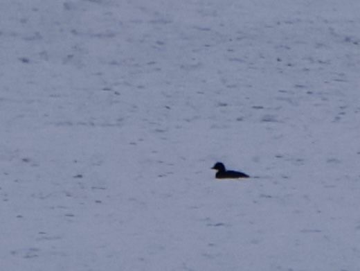 Orchetto marino - ML647879940