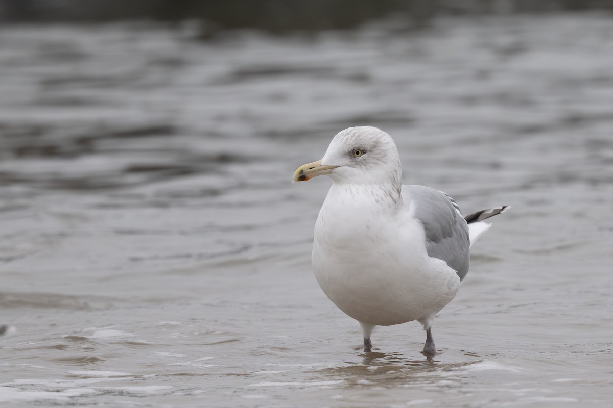 American Herring Gull - ML647879941