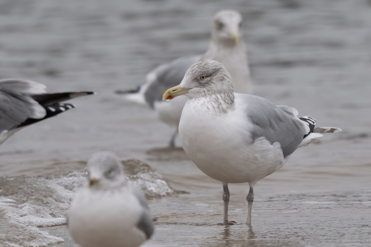 American Herring Gull - ML647879942