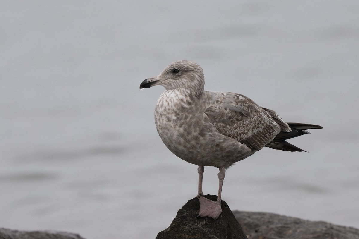 American Herring Gull - ML647879943