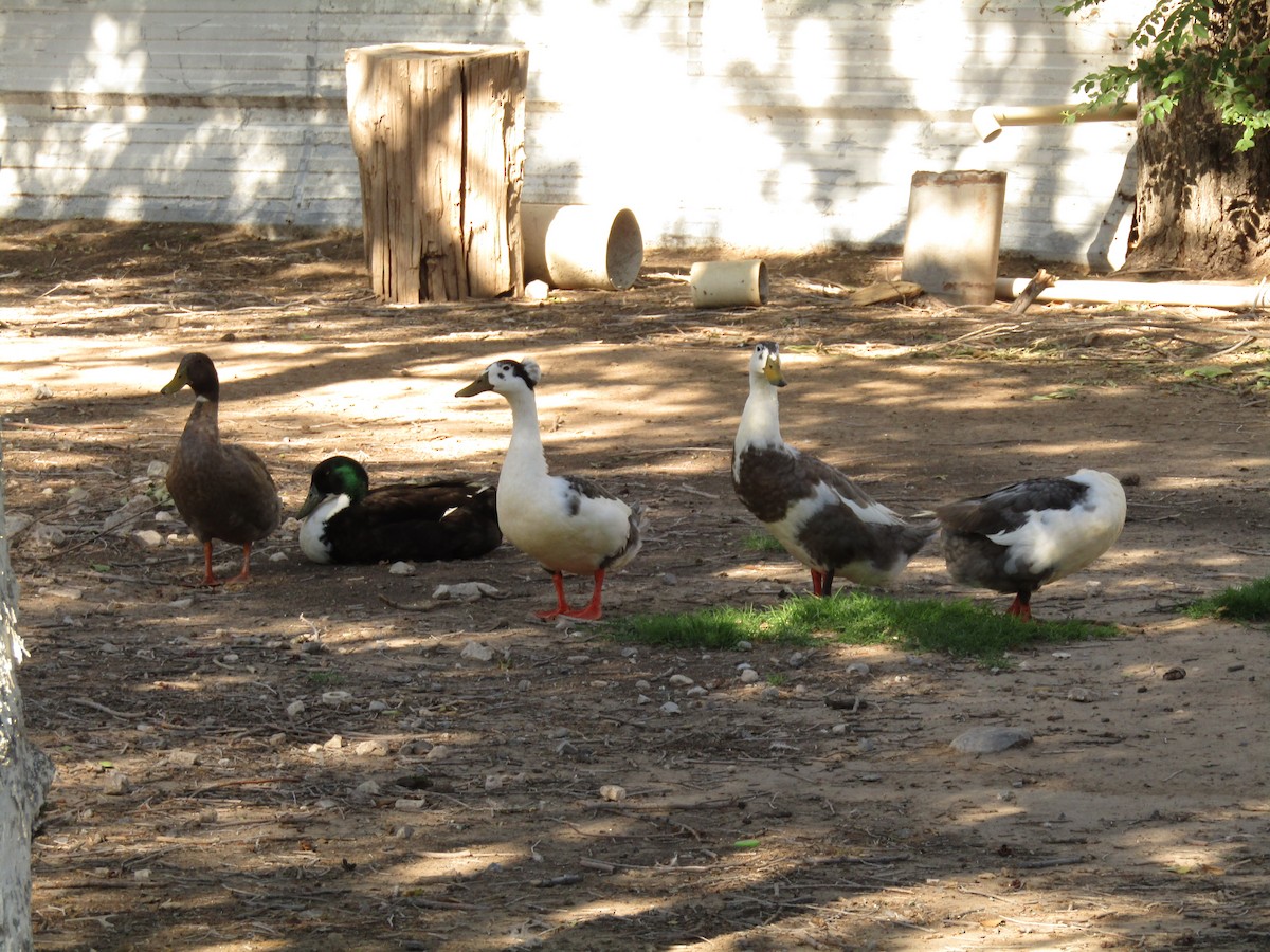 Anatra germanata - ML647879944