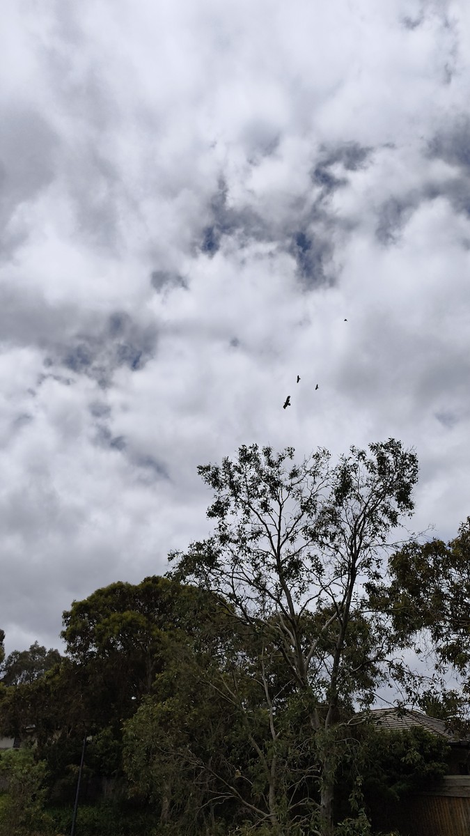 Wedge-tailed Eagle - ML647879945