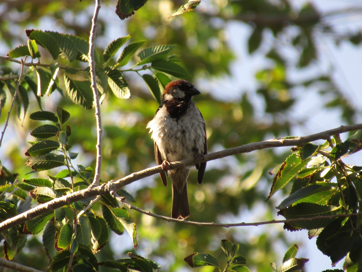 Passera oltremontana - ML647879946