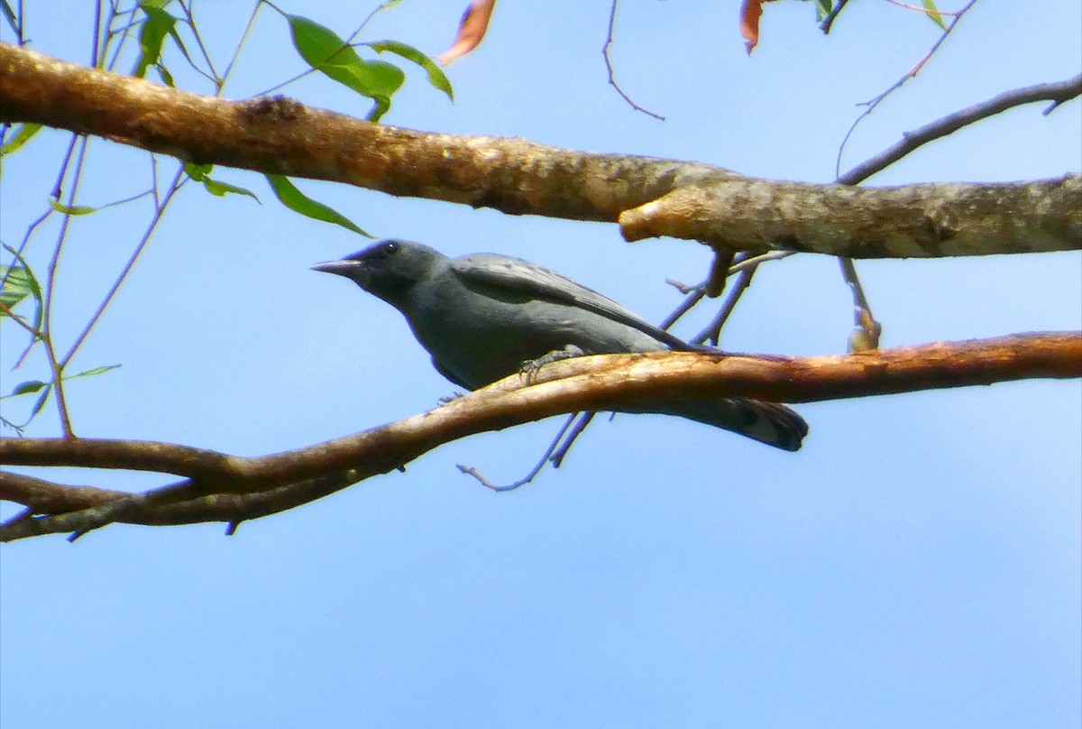 Sahul Cicadabird - ML647879947