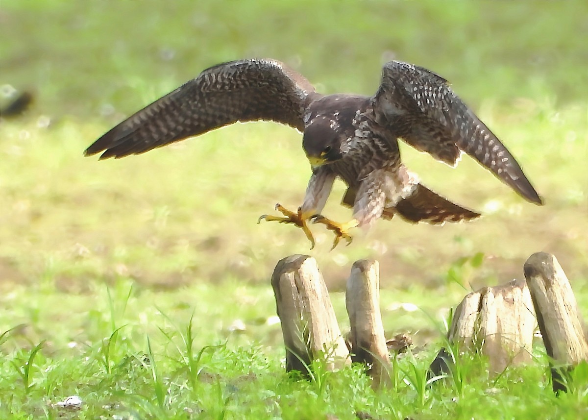 Falco pellegrino - ML647879948