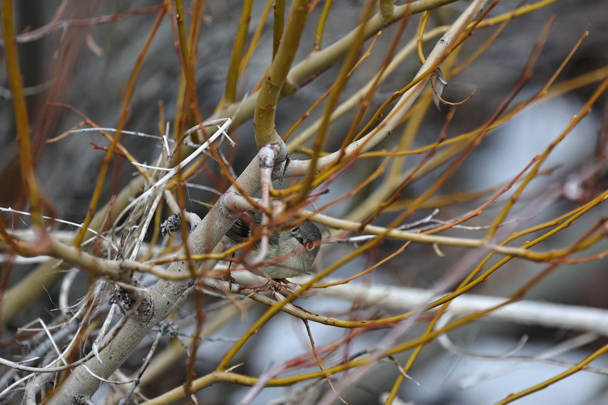 Ruby-crowned Kinglet - ML647879951