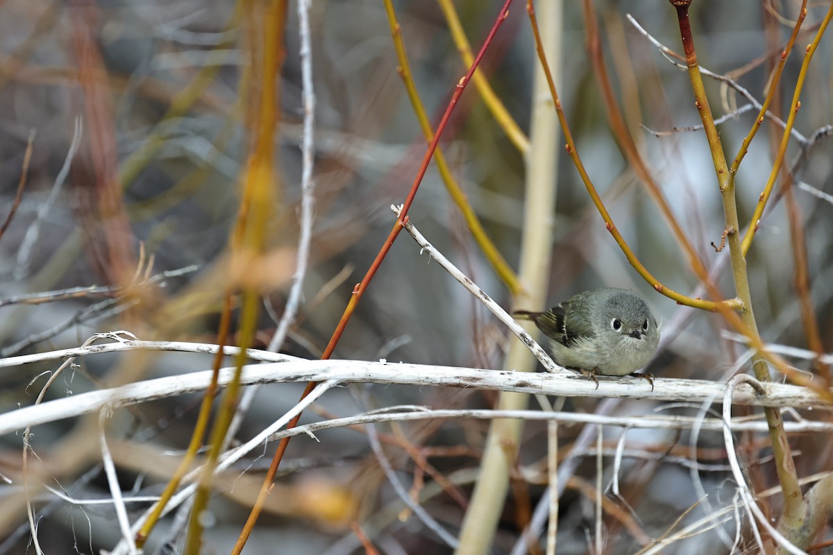Ruby-crowned Kinglet - ML647879952