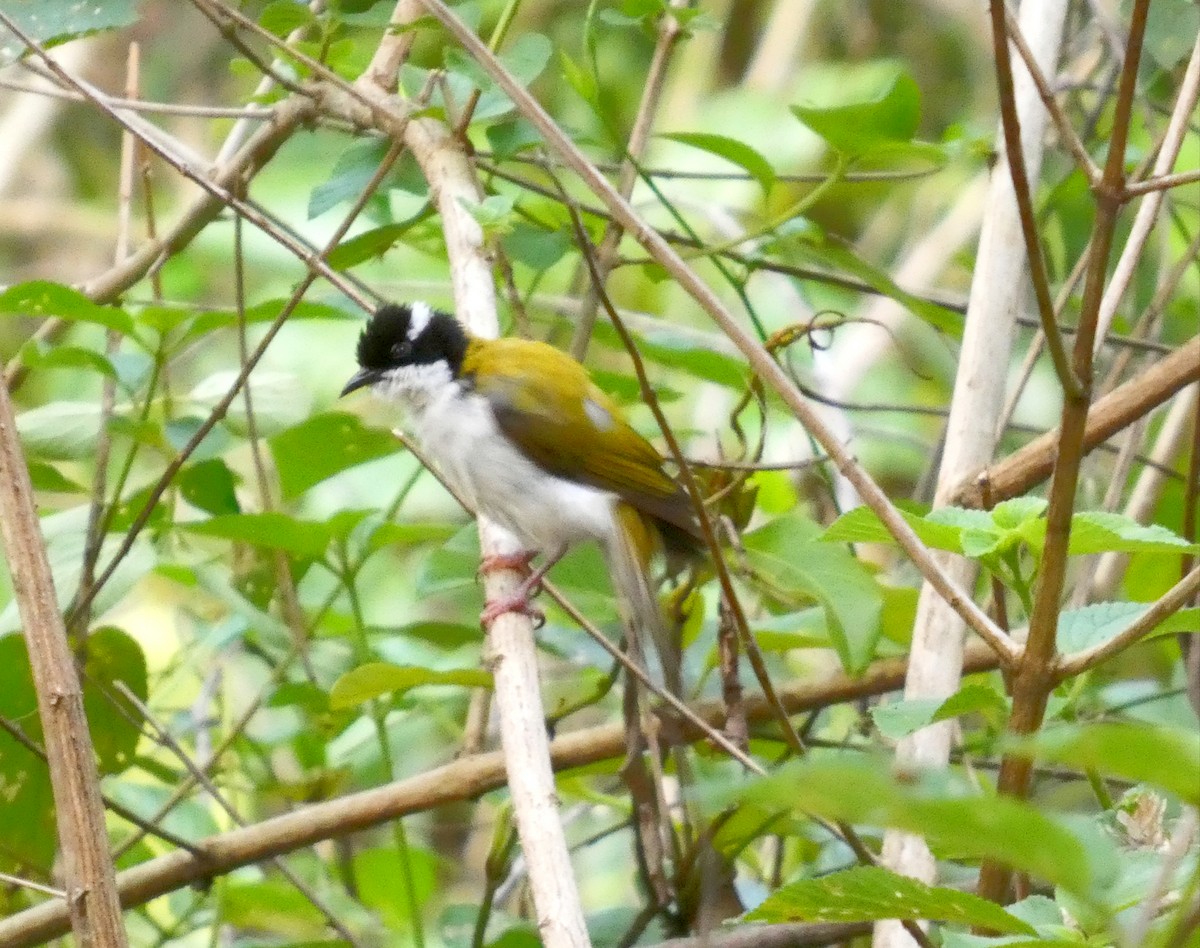 White-throated Honeyeater - ML647879953