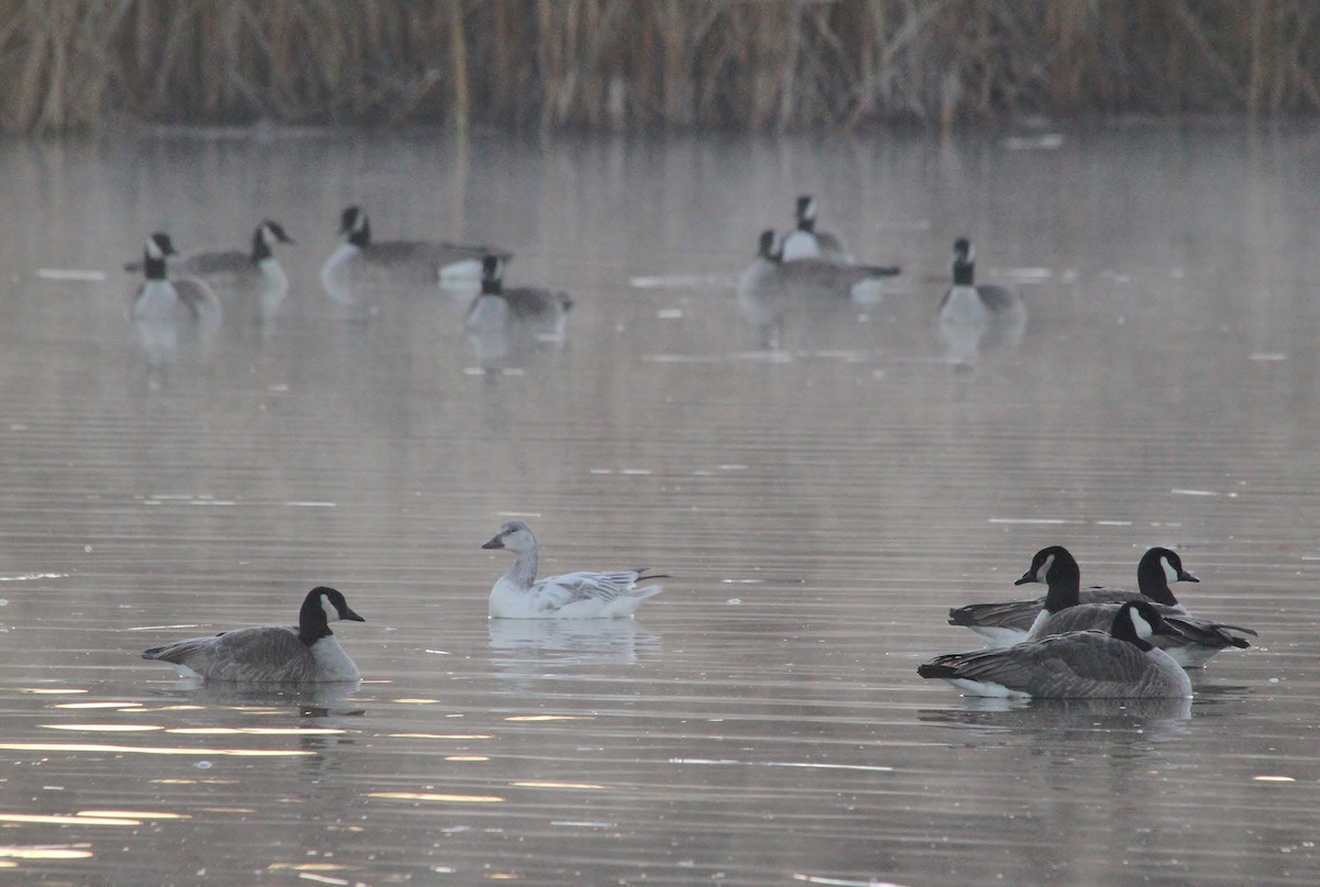 Oca delle nevi - ML647879954