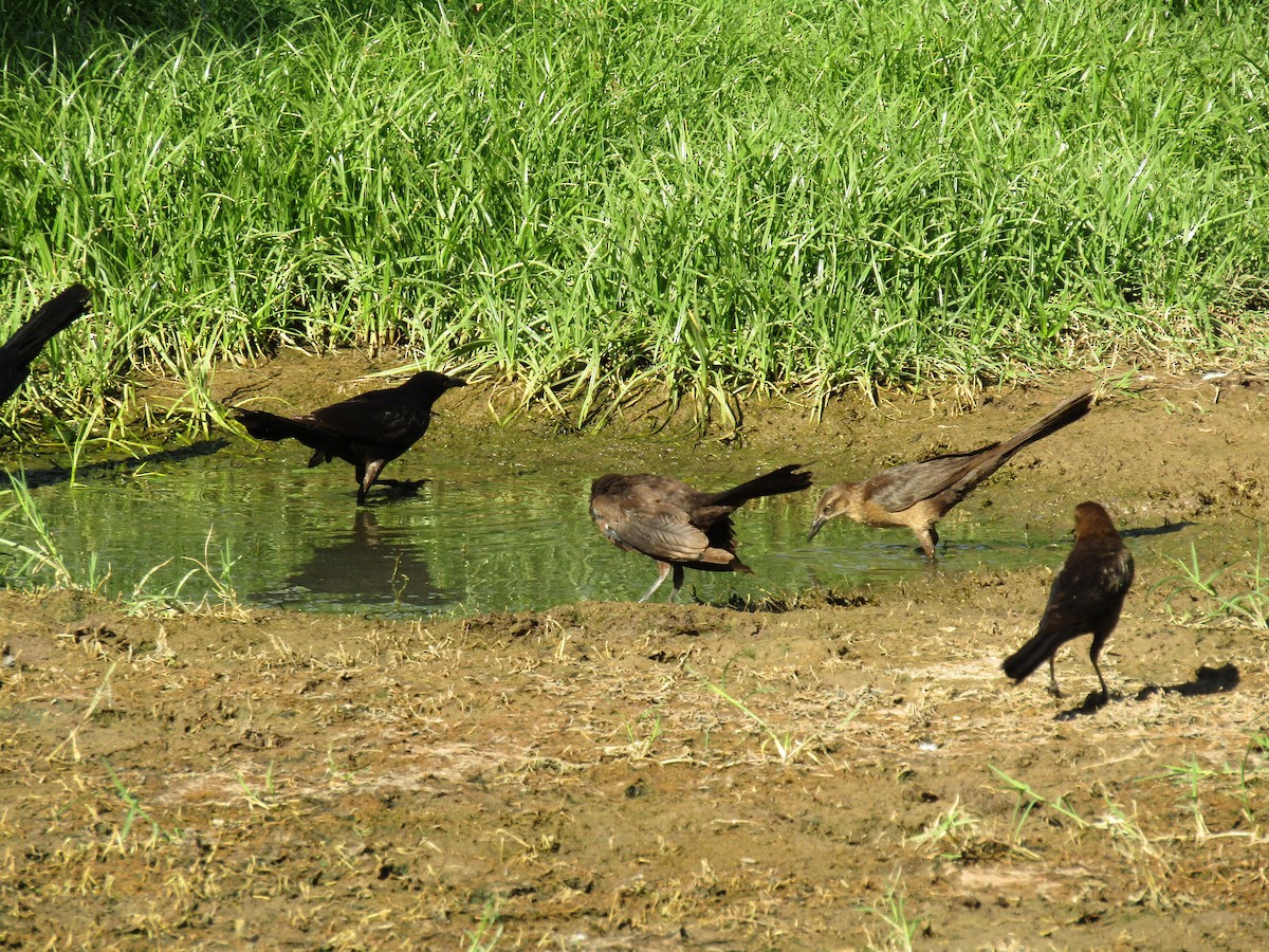 Great-tailed Grackle - ML647879960