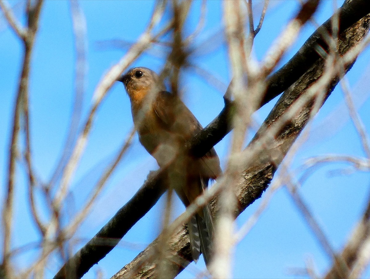 Sahul Brush Cuckoo - ML647879961