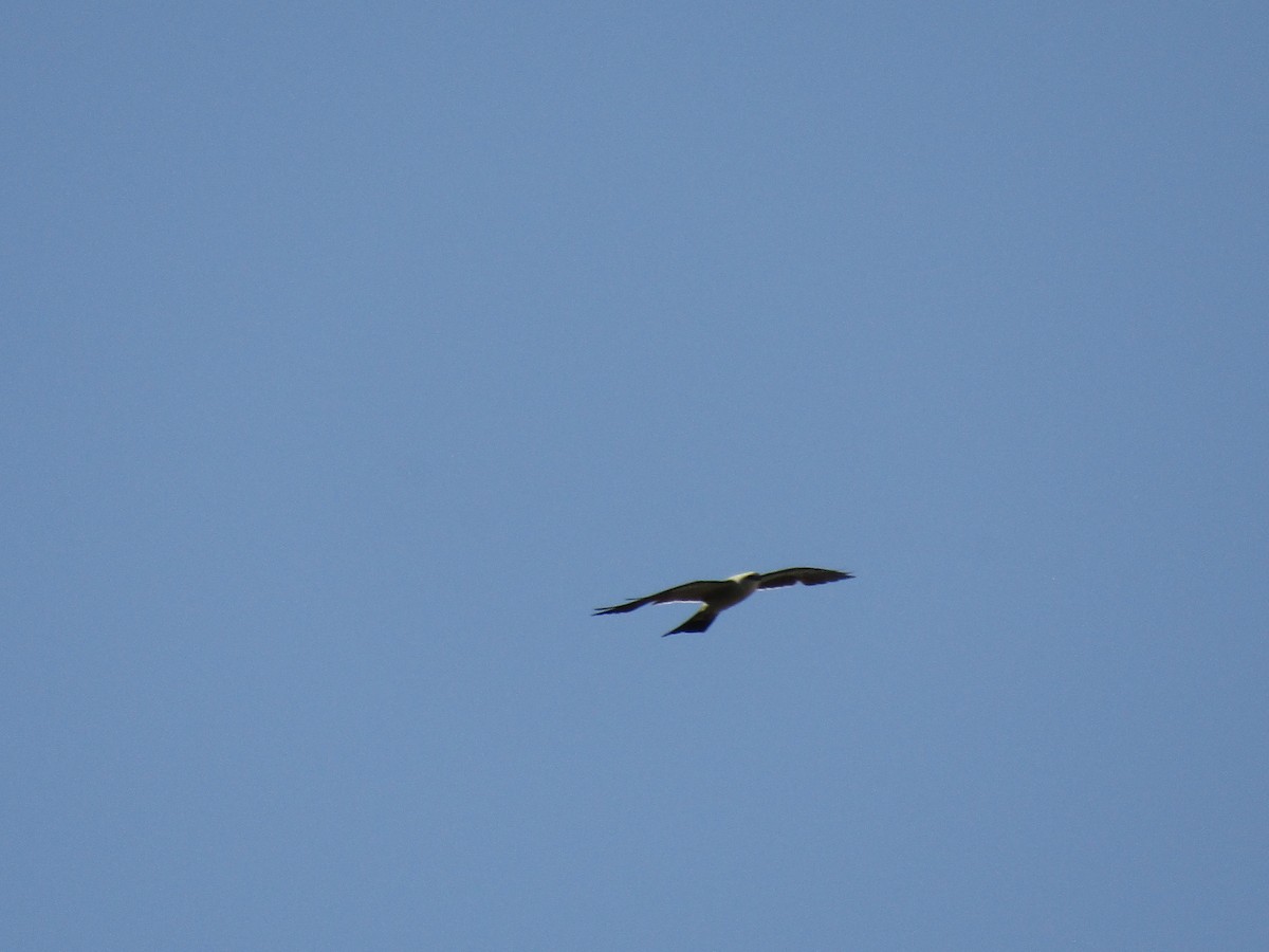 Mississippi Kite - ML647879965