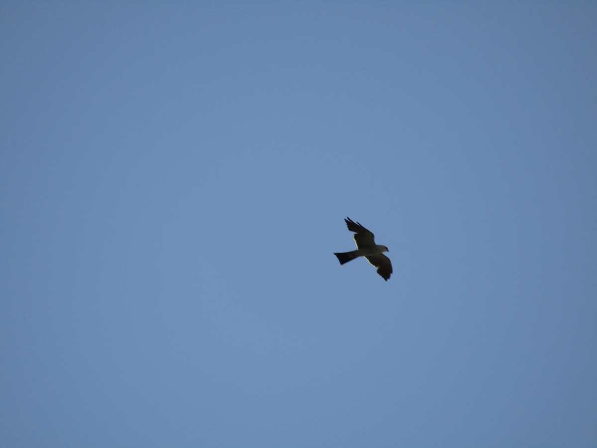 Mississippi Kite - ML647879973