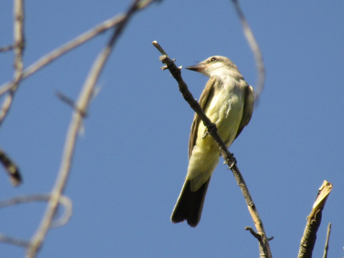 Tyran de l'Ouest - ML647879977