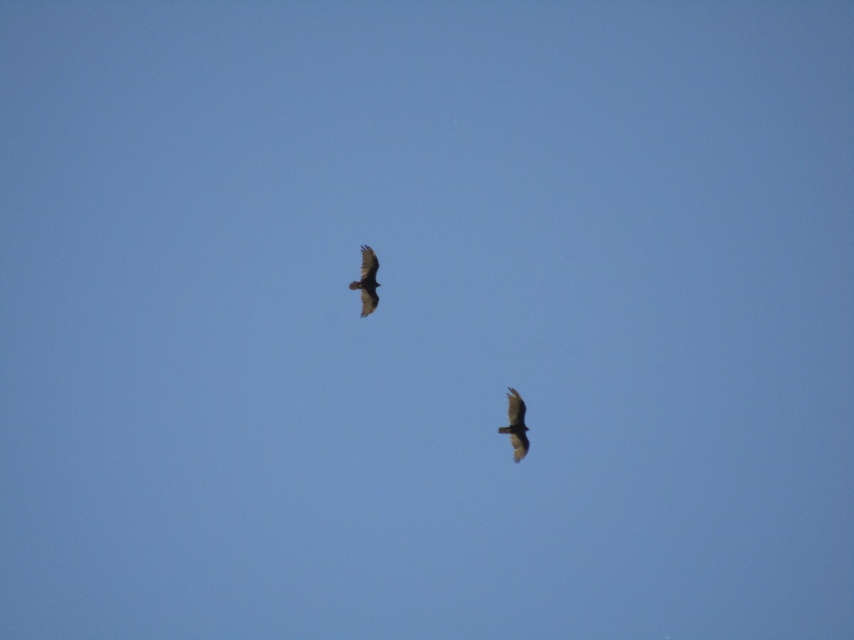 Turkey Vulture - ML647879982