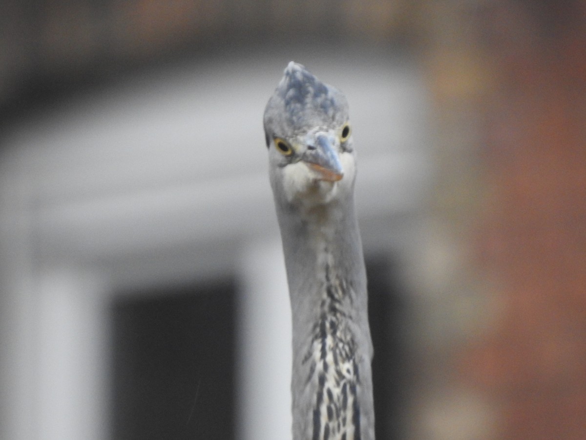 Gray Heron - ML647879984