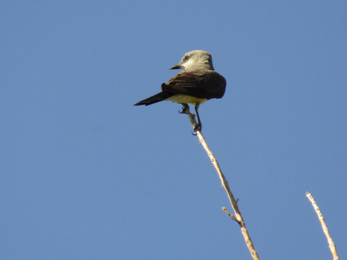 Western Kingbird - ML647879985