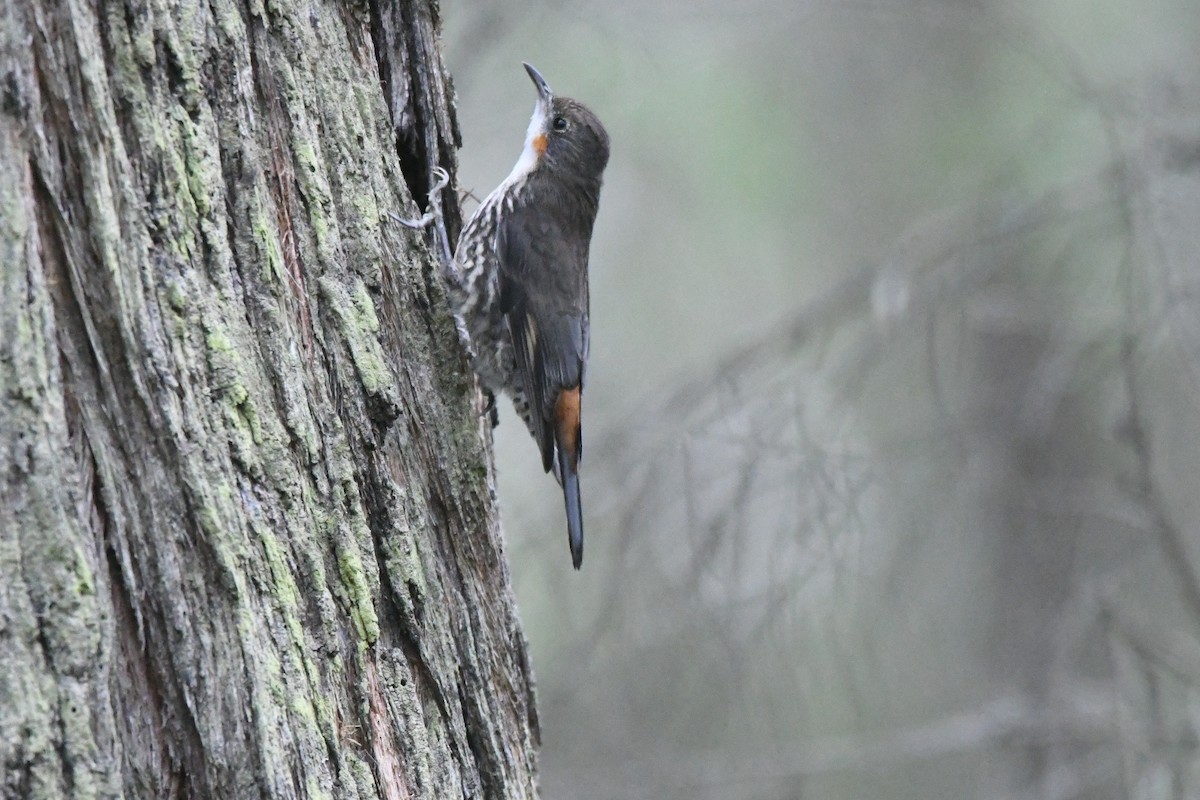 White-throated Treecreeper - ML647879986