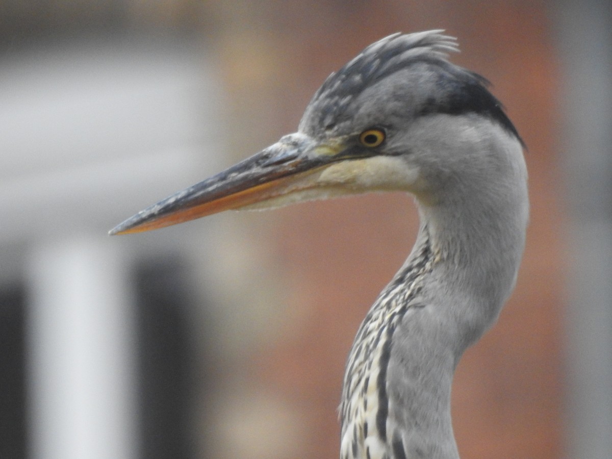 Gray Heron - ML647879987
