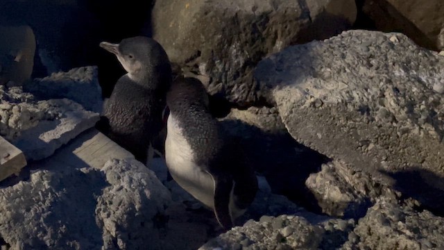 Little Penguin - ML647879992