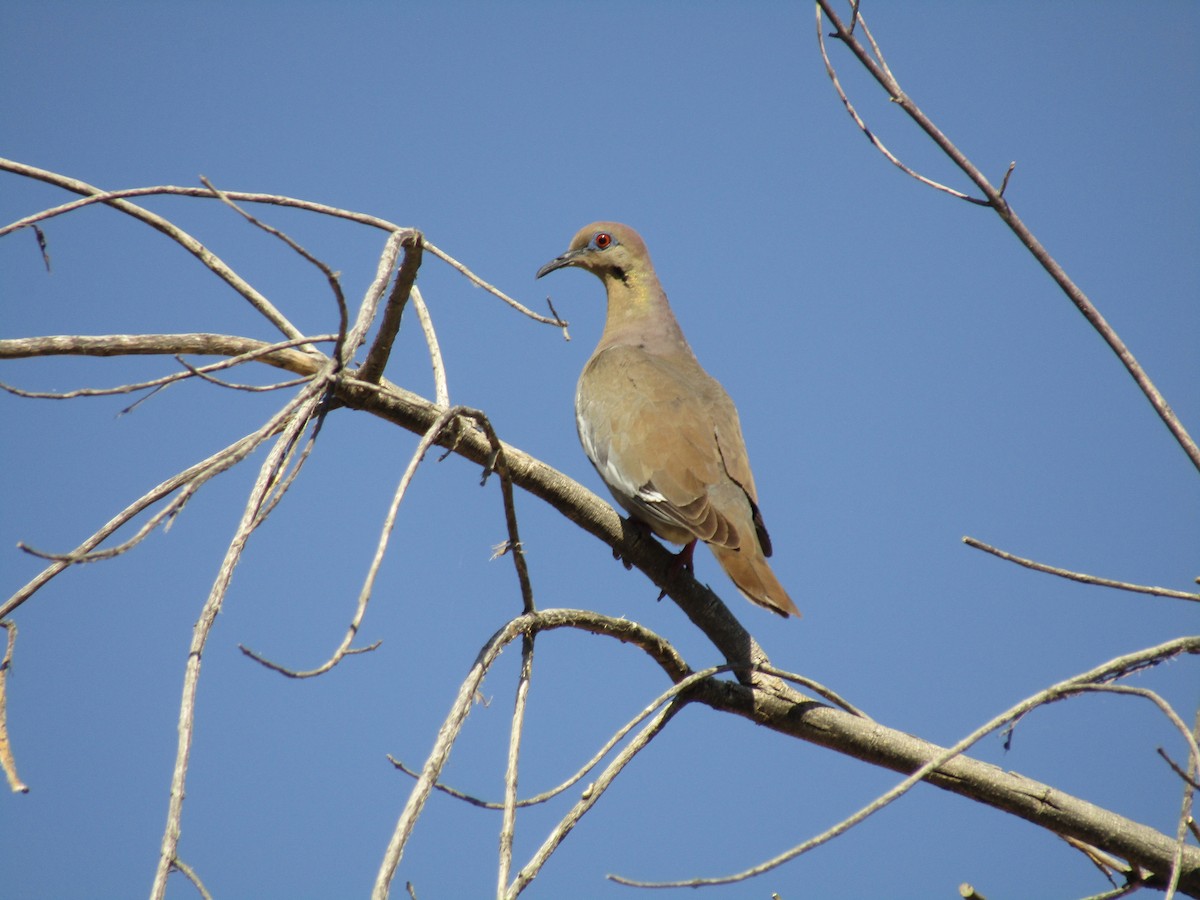 White-winged Dove - ML647879994