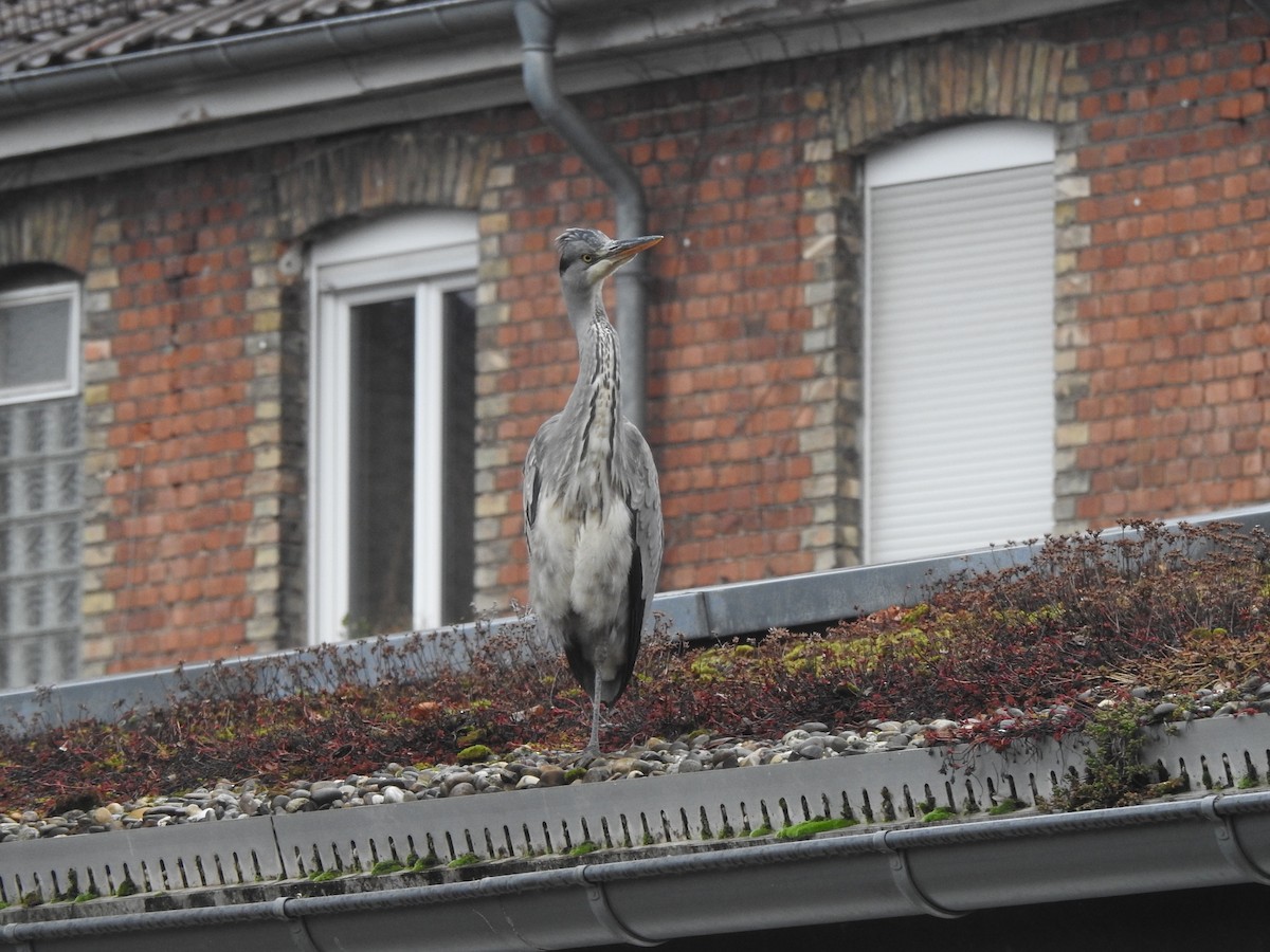 Gray Heron - ML647879995