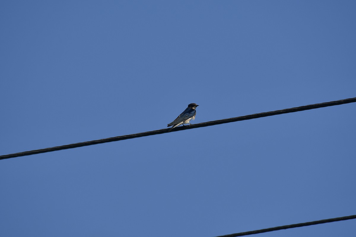 Barn Swallow - ML647879996