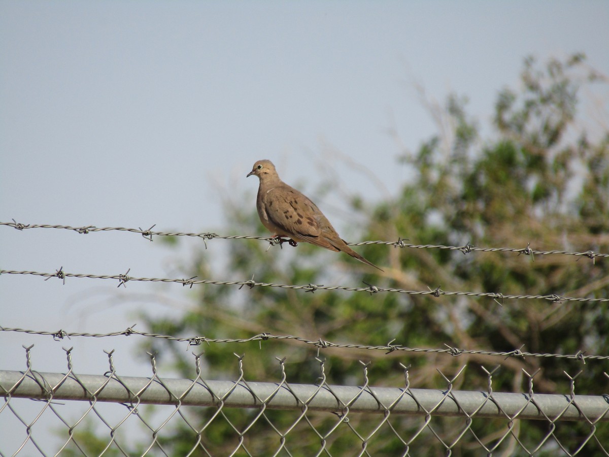 Mourning Dove - ML647879998