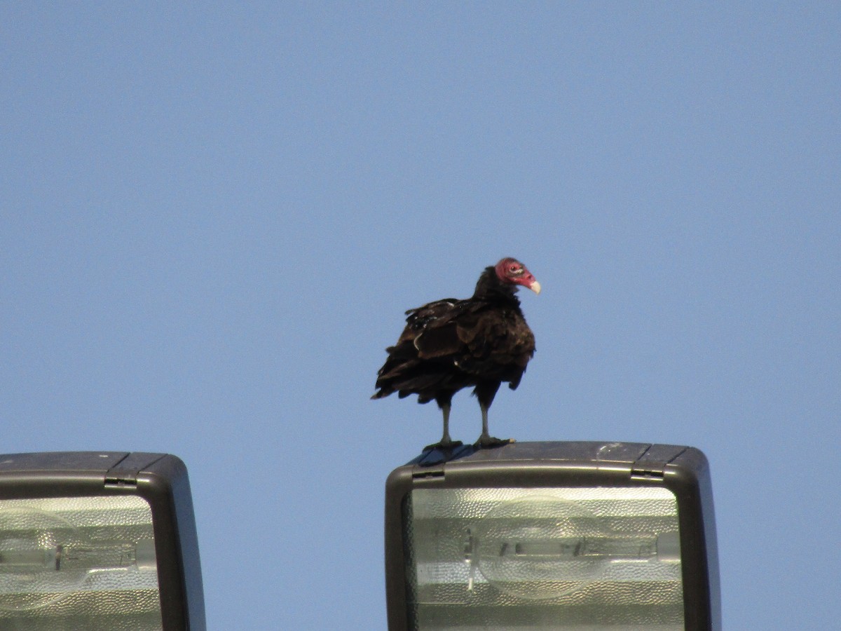 Turkey Vulture - ML647880001