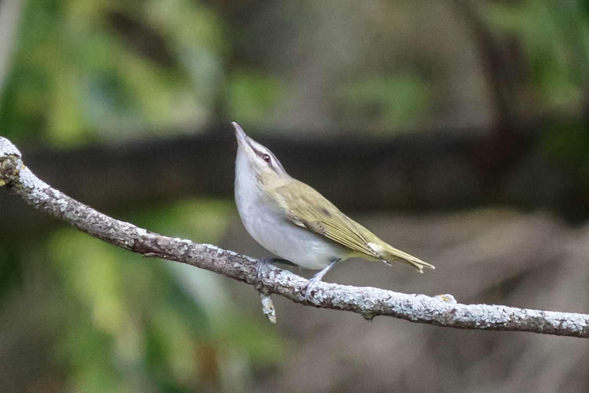 Red-eyed Vireo - ML647880002