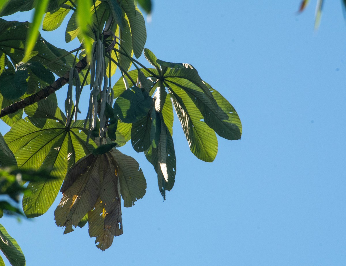 Riparian Parrotlet - ML647880003