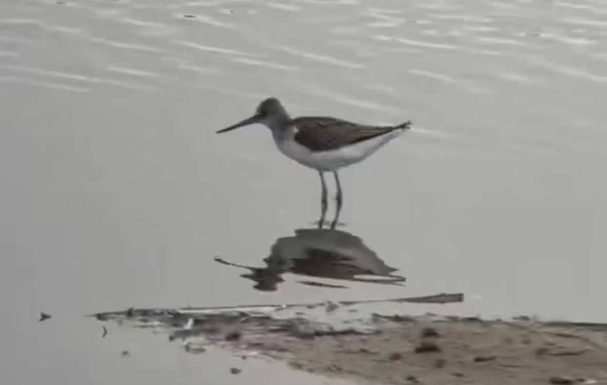 Common Greenshank - ML647880006