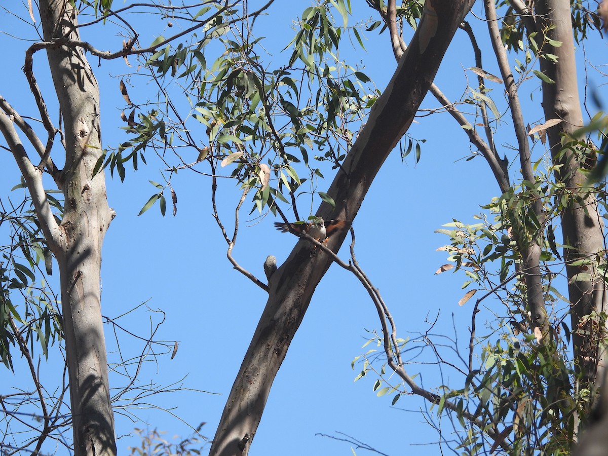 Varied Sittella - ML647880013