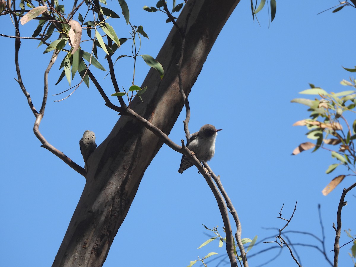 Varied Sittella - ML647880014