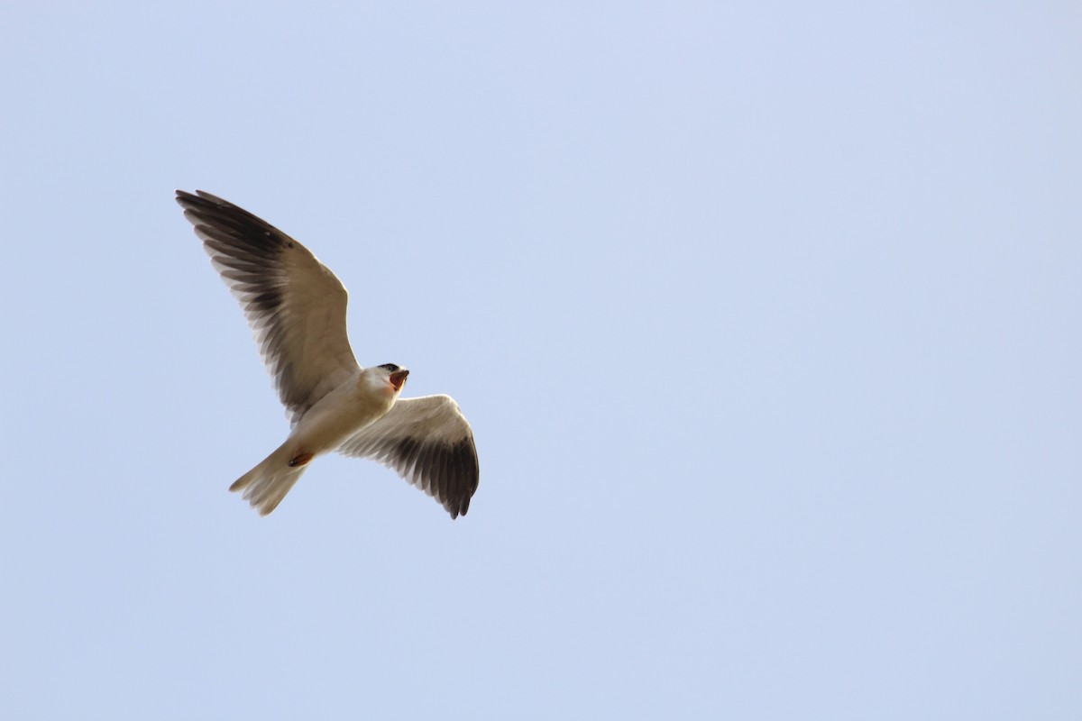 Black-winged Kite - ML647880016