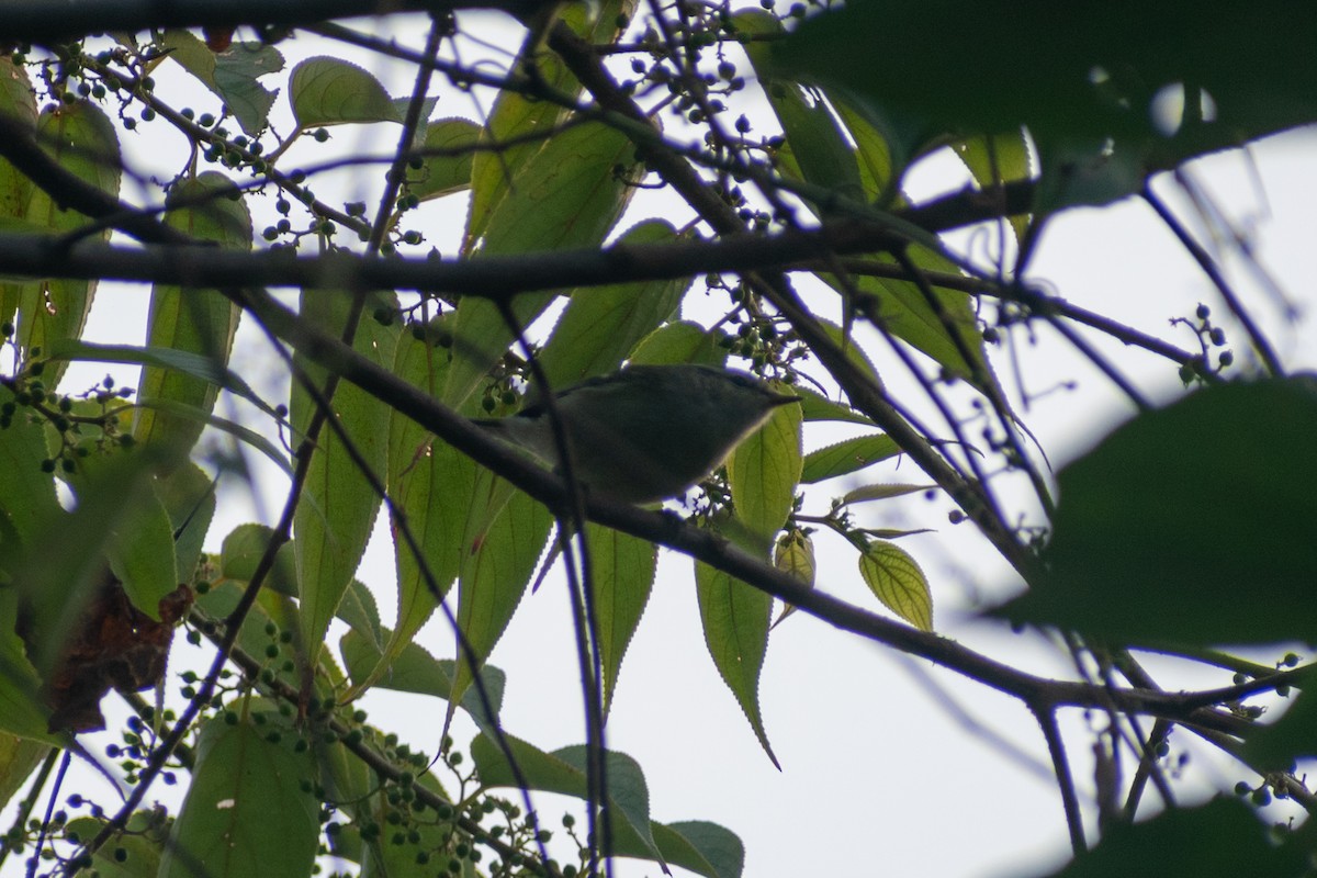 Hume's Warbler - ML647880017