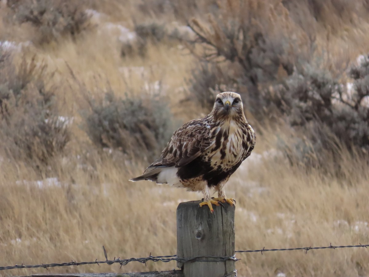 Rough-legged Hawk - ML647880018