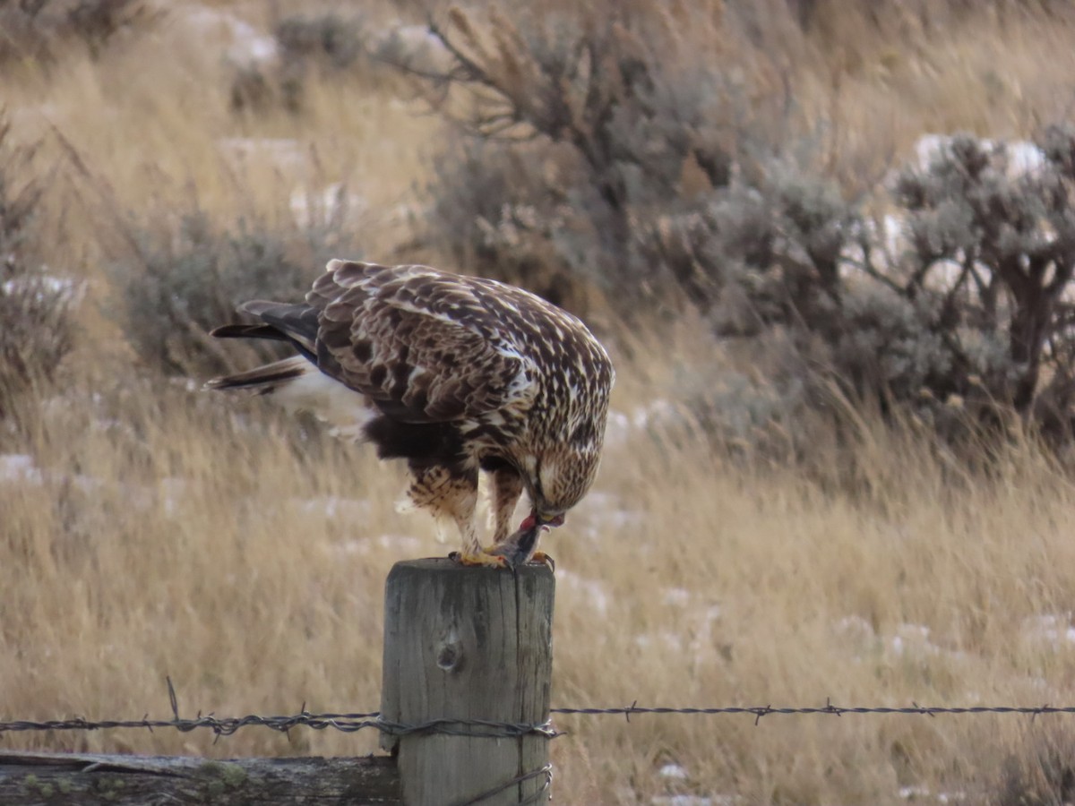 Rough-legged Hawk - ML647880019