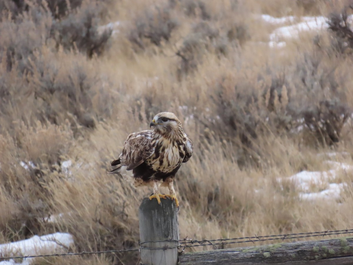 Rough-legged Hawk - ML647880020