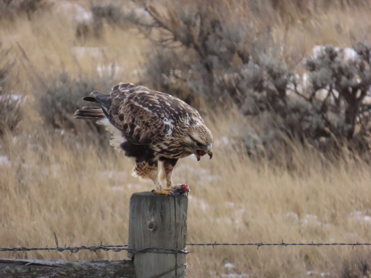 Rough-legged Hawk - ML647880021
