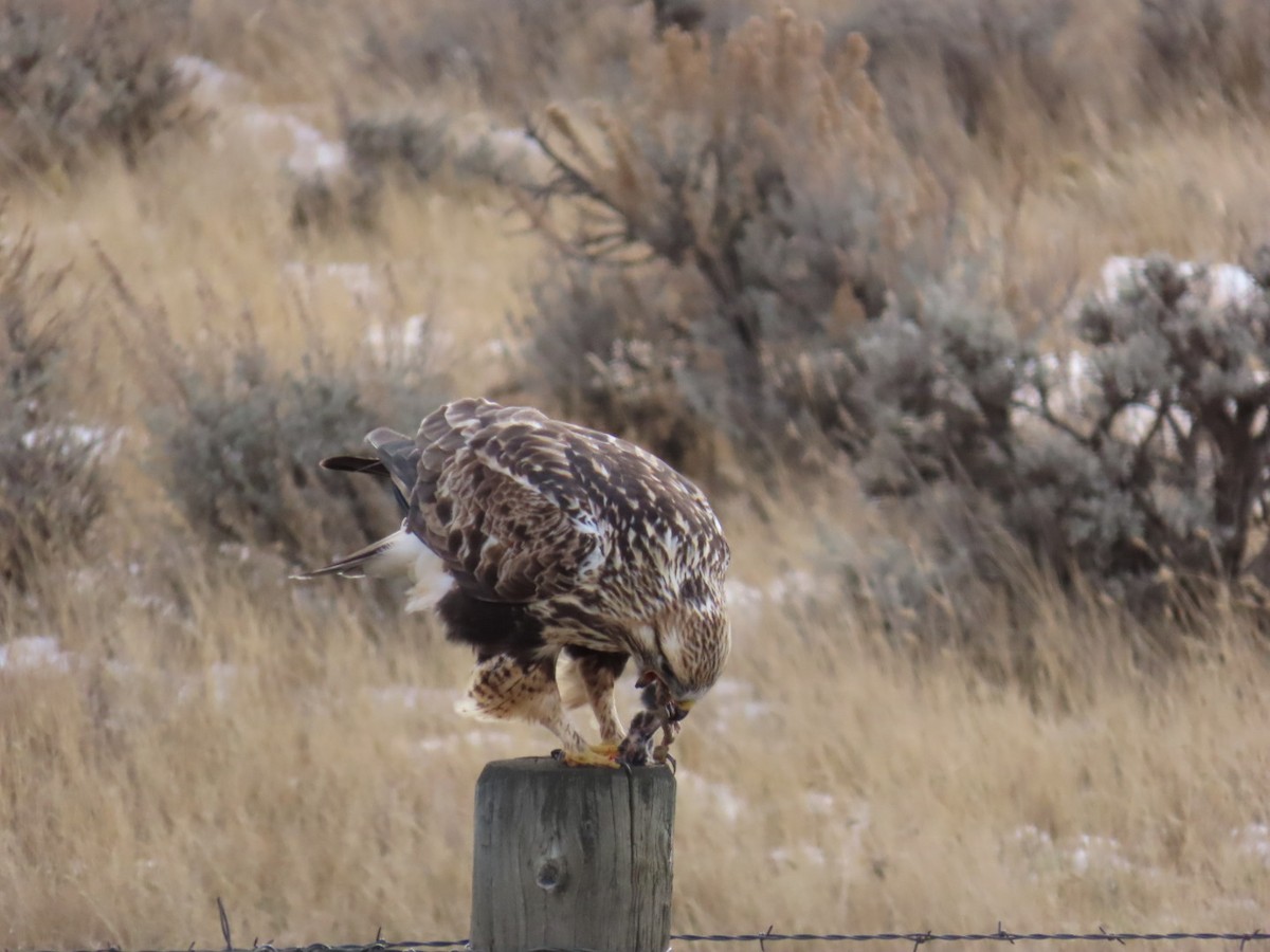 Rough-legged Hawk - ML647880022
