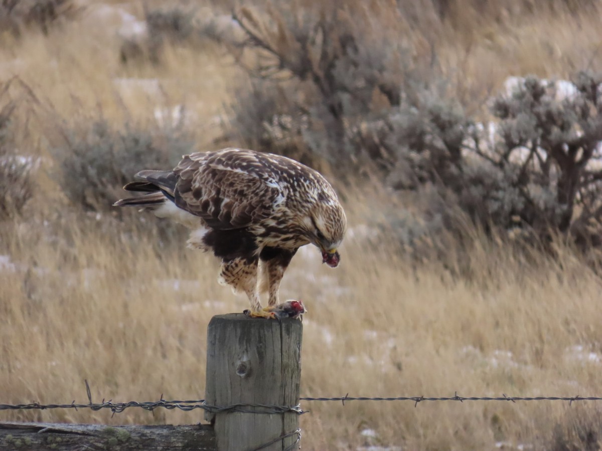 Rough-legged Hawk - ML647880023