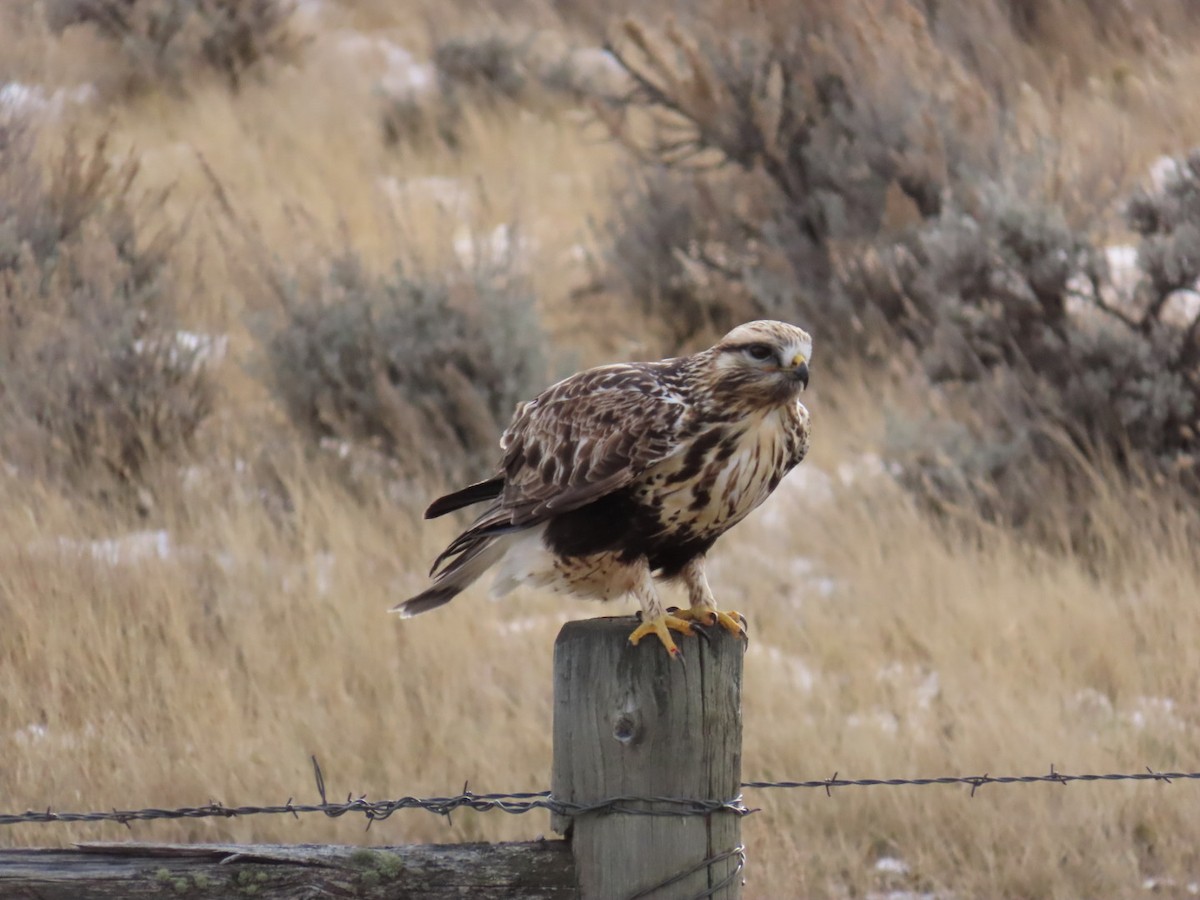 Rough-legged Hawk - ML647880024