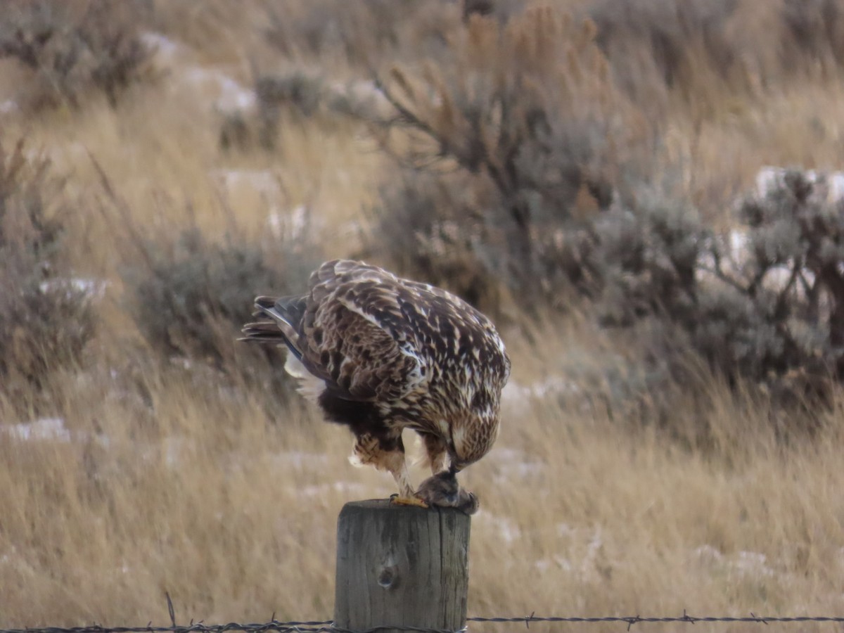 Rough-legged Hawk - ML647880025
