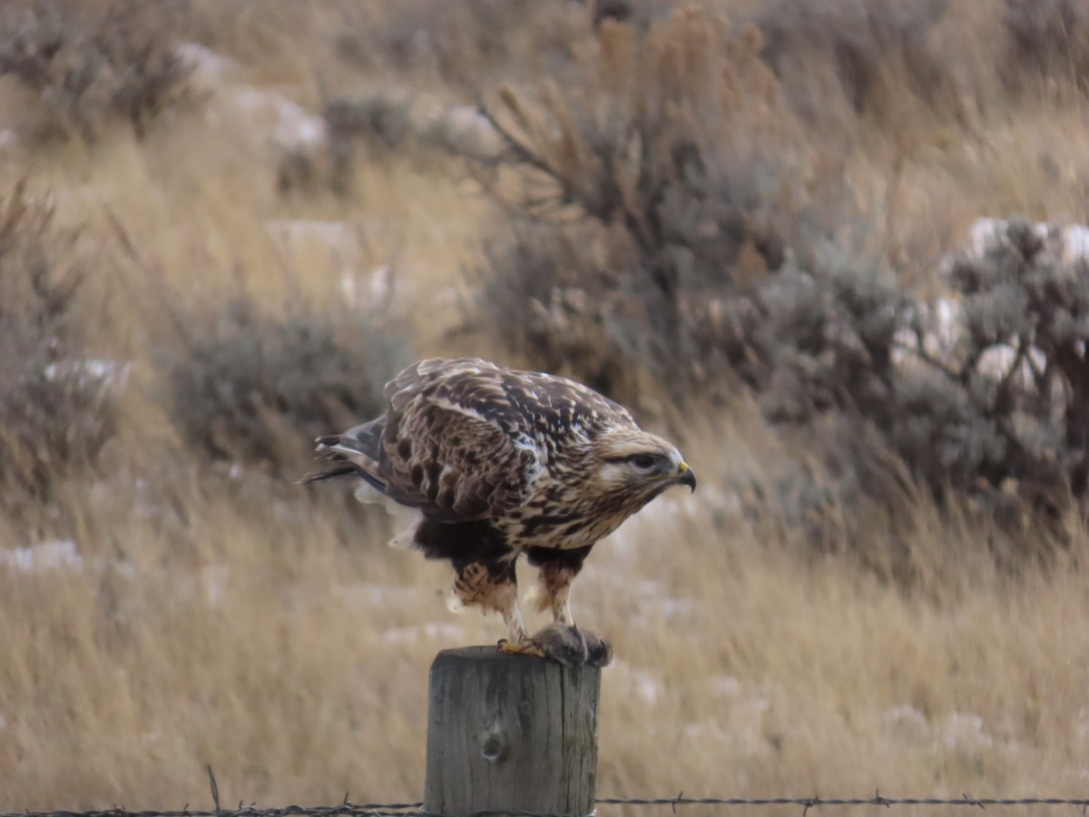 Rough-legged Hawk - ML647880026