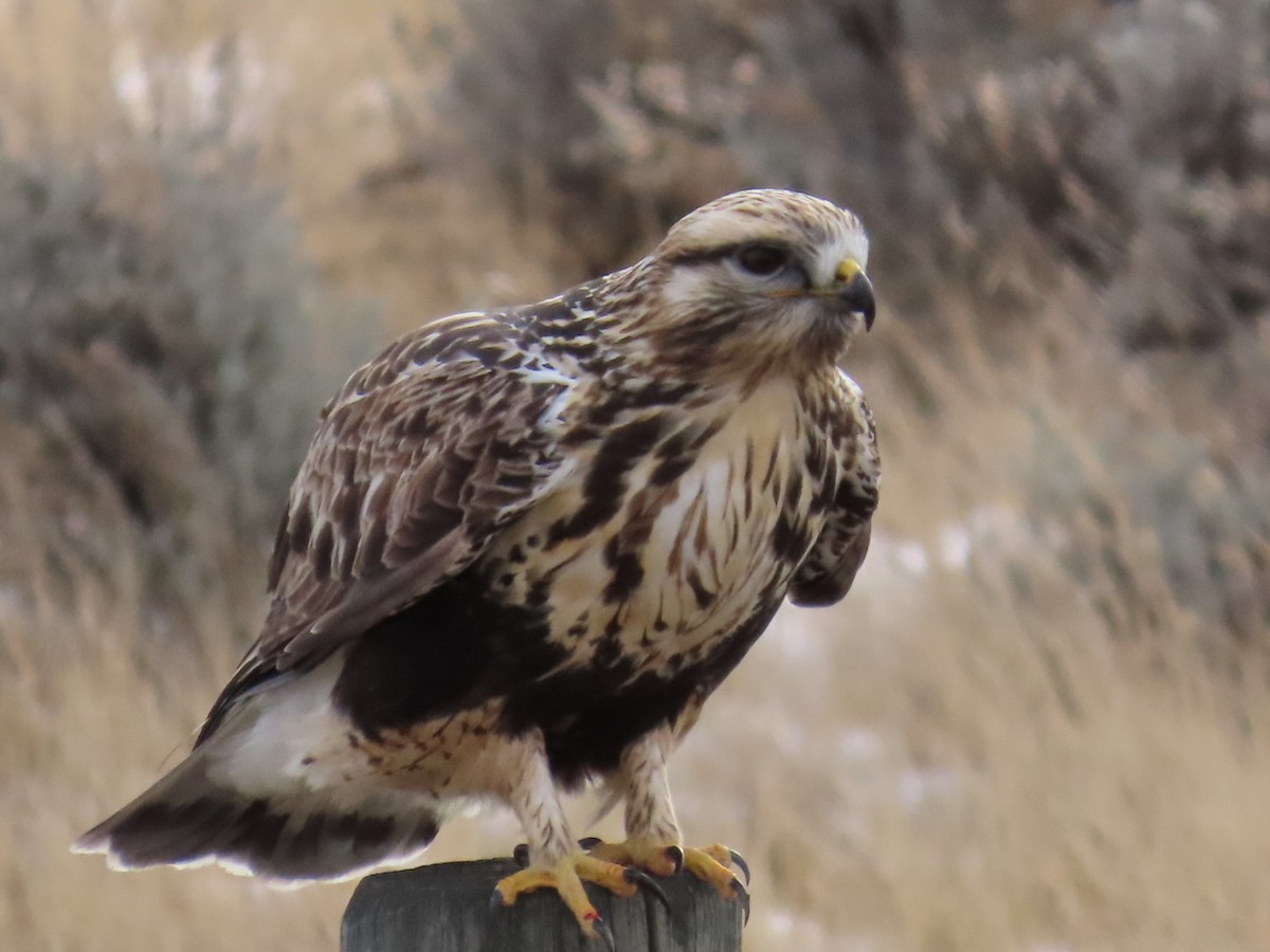 Rough-legged Hawk - ML647880027